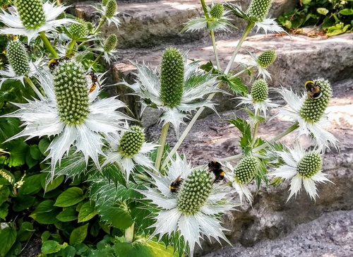 Mikołajek alpejski (Eryngium alipnum) – malowniczy akcent do ogródka skalnego 